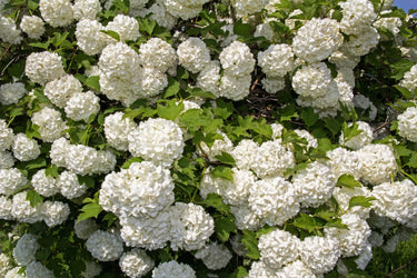 30 EUROPEAN CRANBERRY / SNOWBALL Tree Guelder Rose Viburnum Opulus Red Fruit White Flower Seeds